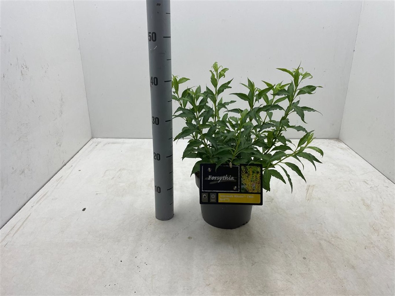 Forsythia int. 'Mikador'® - C3